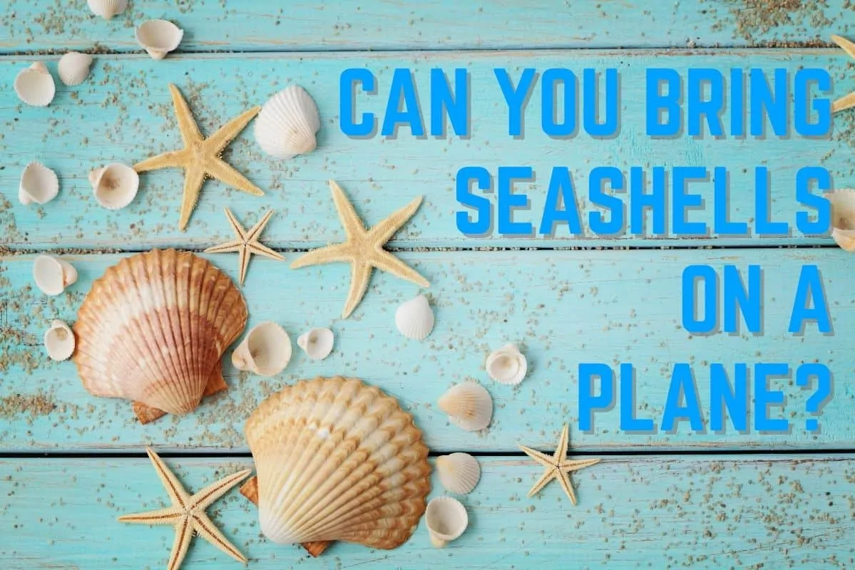 Can You Take Seashells on a Plane? Coral, Sand and Sand Dollars