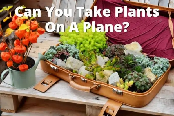 Can you take plants on a plane