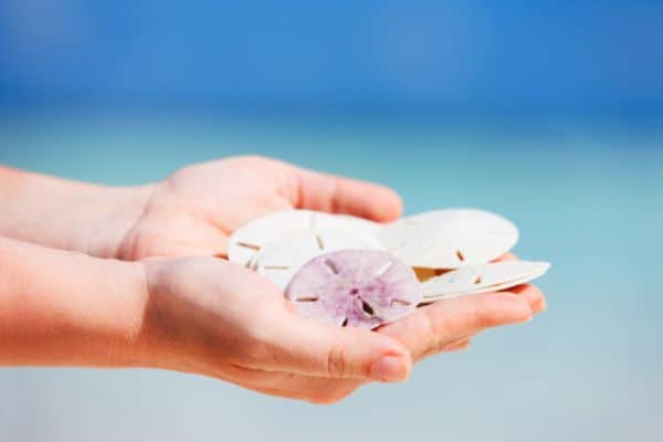 Can You Bring Seashells on a Plane? 6 Can You Bring Seashells on a Plane? 2