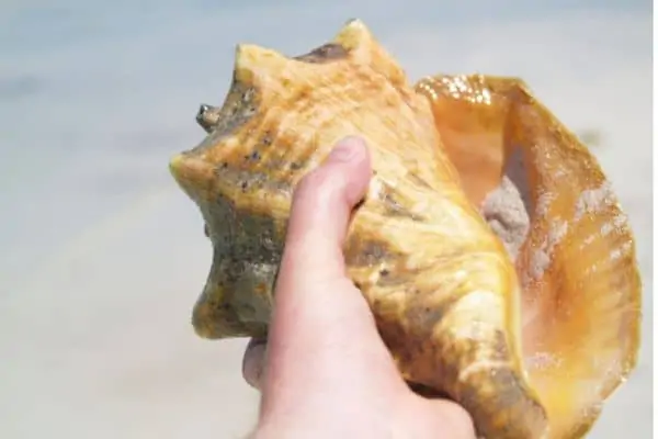 can you bring conch shells on a plane