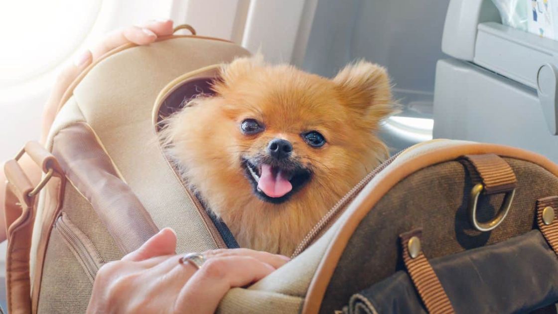 can-dogs-fly-southwest-southwest-airlines-pet-policy