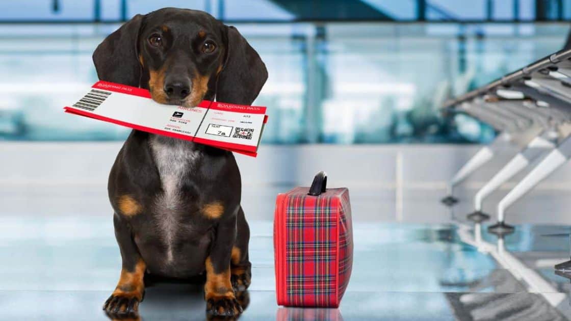 Can Dogs Fly Southwest? Southwest Airlines Pet Policy