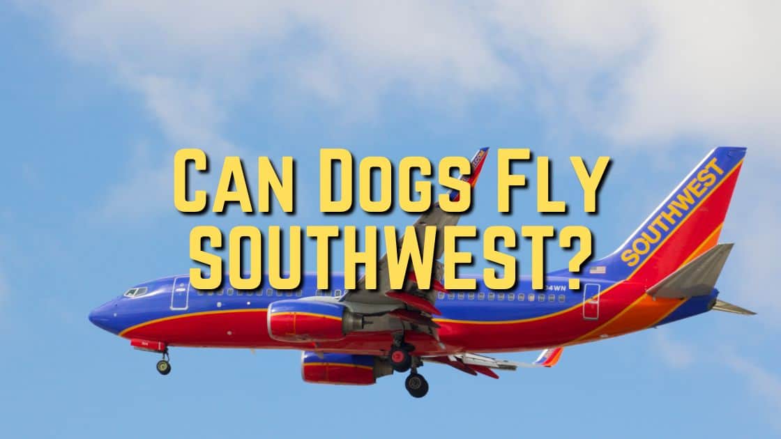 Can Dogs Fly On Southwest Airlines?